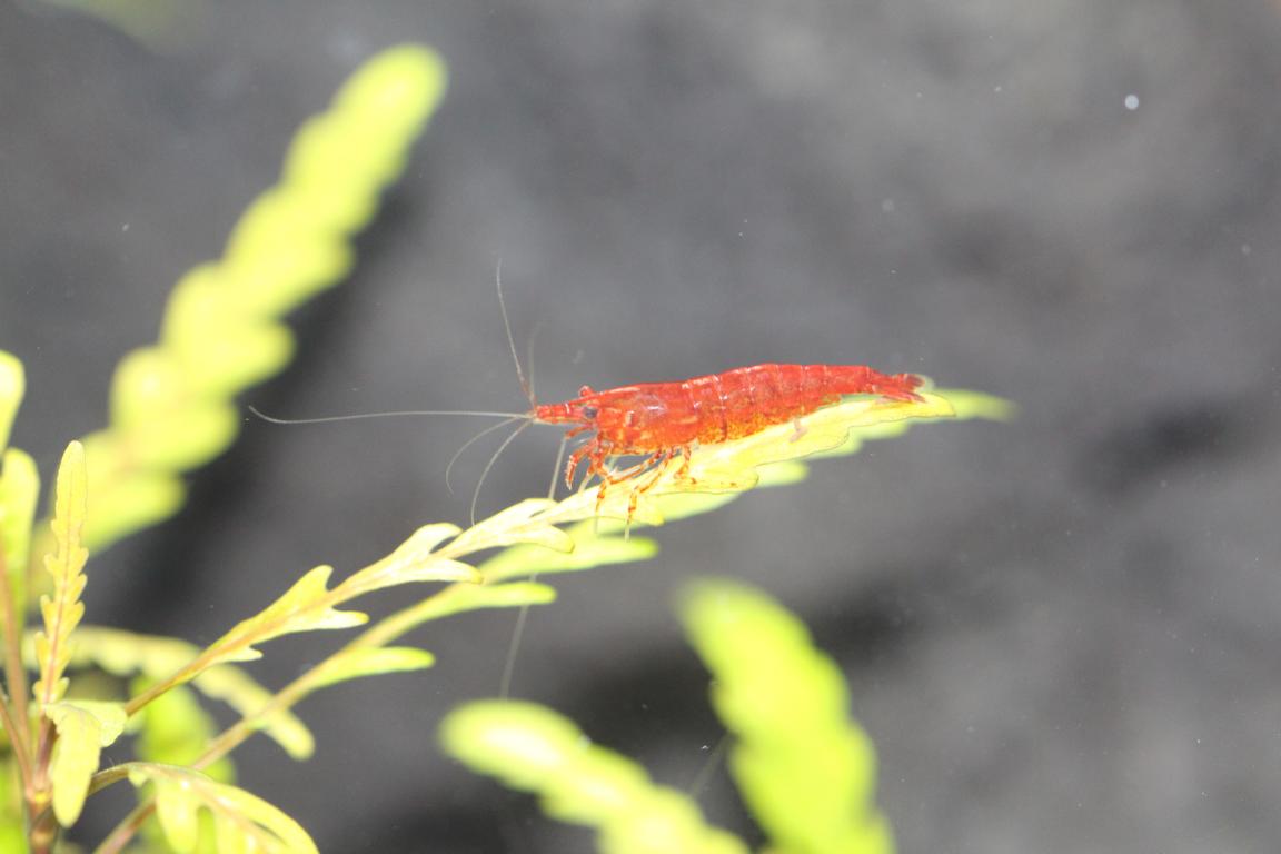 Aquarium